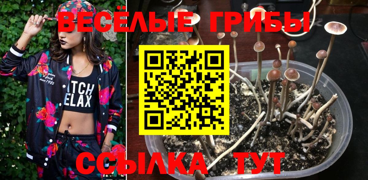 Галлюциногенные грибы Psilocybe  Вход с VPN  где продают наркотики  Владимир 